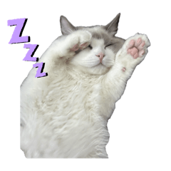 [LINEスタンプ] うちのラグドール。