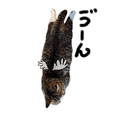 [LINEスタンプ] 毎日ゆったり過ごす猫⑤