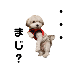 [LINEスタンプ] わが家の新旧お犬さん