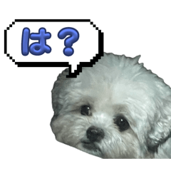 [LINEスタンプ] ちゃぴる？vol.1の画像（メイン）