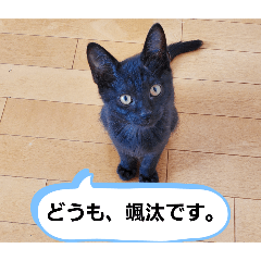 [LINEスタンプ] 黒猫の颯汰スタンプ