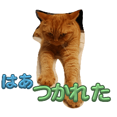 [LINEスタンプ] きゃわきゃわぽんちくん