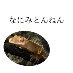 [LINEスタンプ] クレスのきなこ 〜生後6ヶ月〜の画像（メイン）