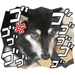 [LINEスタンプ] 2024  uti no kuroshiba