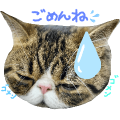 [LINEスタンプ] 毎日ゆったり過ごす猫⑥