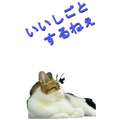 [LINEスタンプ] 江戸っ子な野生猫2ーBIG