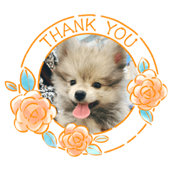 [LINEスタンプ] ポメパピSunny
