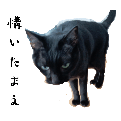 [LINEスタンプ] 我が家の猫の名はクロ助