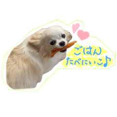 [LINEスタンプ] ウチのプリちゃん(チワワのプリンス)