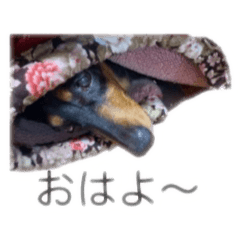 [LINEスタンプ] ダックスのベルっぽこスタンプ