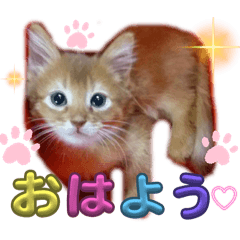[LINEスタンプ] リアル猫にゃん♫きなこ♡