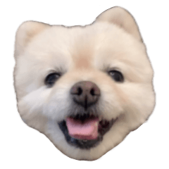 [LINEスタンプ] ポメラニアンのマロ その4