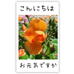[LINEスタンプ] BIG✳︎薔薇画像を添えて✳︎優しい長文敬語