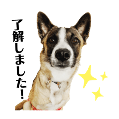 [LINEスタンプ] 犬なのにひよこスタンプ