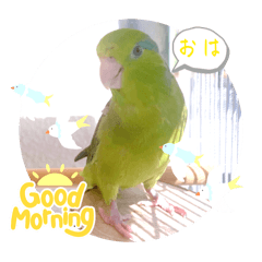 [LINEスタンプ] マメルリハ達18