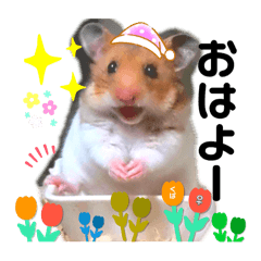 [LINEスタンプ] naaaハム♡’sのあいさつ