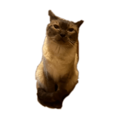 [LINEスタンプ] マイキャッツ！！