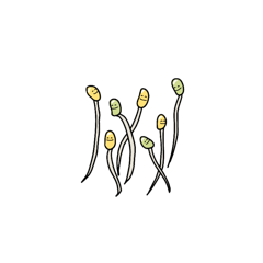 [LINEスタンプ] 肌つやのよいお野菜