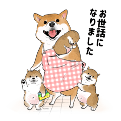 [LINEスタンプ] 柴犬の日常スタンプ Shibainu life stamp