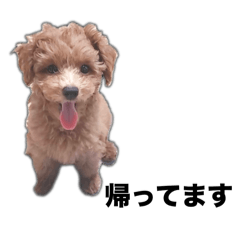 [LINEスタンプ] ベルちゃんのわんわんスタンプ