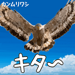 [LINEスタンプ] 八重山諸島の野鳥大好き14。沖縄行きたい。