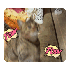 [LINEスタンプ] うちの犬猫のスタンプ！！