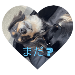 [LINEスタンプ] GONTA Chihuachsの画像（メイン）