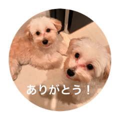 [LINEスタンプ] 世界一かわいいおでん＆ほたてスタンプ♡