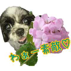 [LINEスタンプ] 癒やしのDogとFlower