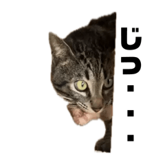 [LINEスタンプ] 汎用性高い猫（マルメイch）