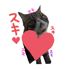 [LINEスタンプ] 毎日ゆったり過ごす猫⑦