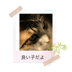 [LINEスタンプ] にゃースタンプ5 にゃー復活