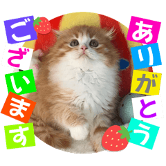 [LINEスタンプ] ねこまーち 3姉妹アイドルレッド