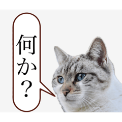 [LINEスタンプ] 辛辣にゃんこ