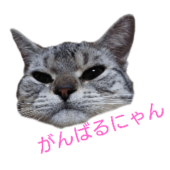 [LINEスタンプ] みかん日和6