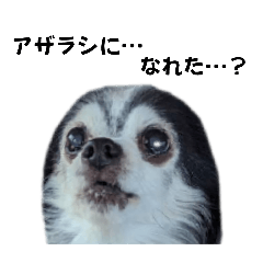 [LINEスタンプ] タロちゃんの日常2✨