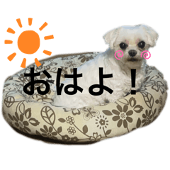 [LINEスタンプ] マルチーズのMOCOちゃん