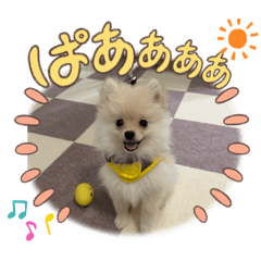 [LINEスタンプ] ポメラニアン のむぎちゃん
