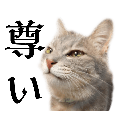 [LINEスタンプ] あくび猫みゃーちゃんの日常④