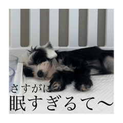 [LINEスタンプ] だめな犬くん