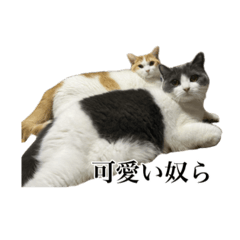 [LINEスタンプ] ブリティッシュショートヘア茶色グレー猫