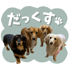 [LINEスタンプ] うちの子スタンプ ダックスフンド