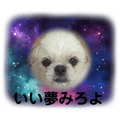 [LINEスタンプ] プーと愉快な猫たち②の画像（メイン）