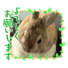 [LINEスタンプ] 今日も遊びたいうさぎさん