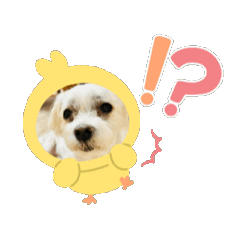 [LINEスタンプ] 犬達みんな集まれ