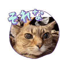 [LINEスタンプ] キジトラ 猫 BUN 塩対応