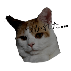 [LINEスタンプ] Gねこ