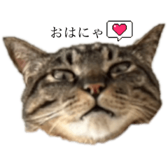 [LINEスタンプ] うち猫と子供たちのイラスト