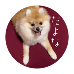 [LINEスタンプ] まるまーる（ポメラニアン）