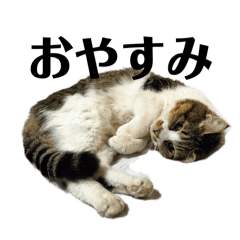 [LINEスタンプ] おぬま家のねこたち